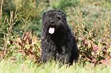BOUVIER DES FLANDRES 113